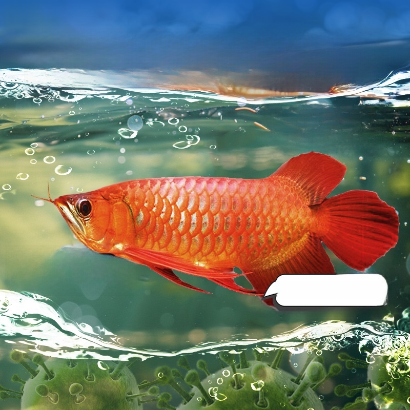 Advanced Water Purification Ta - Water Purification Tablet avis et prix